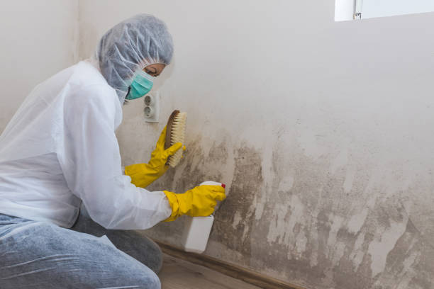 Best Basement Mold Remediation in USA